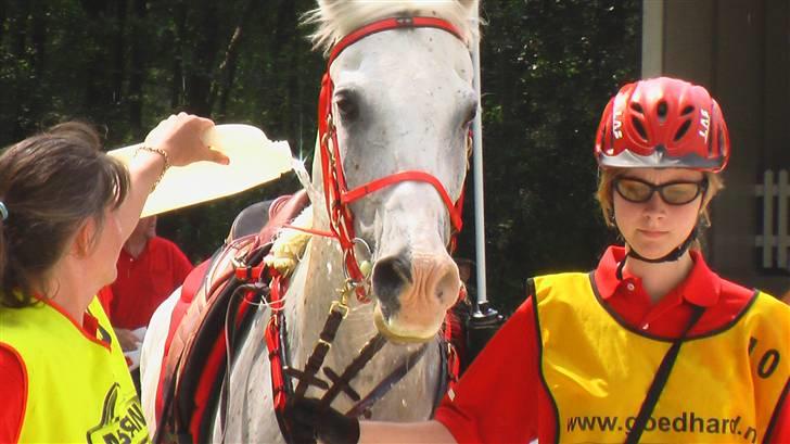 Shagya Araber (SH) Cargash - Og igen. ;b billede 15