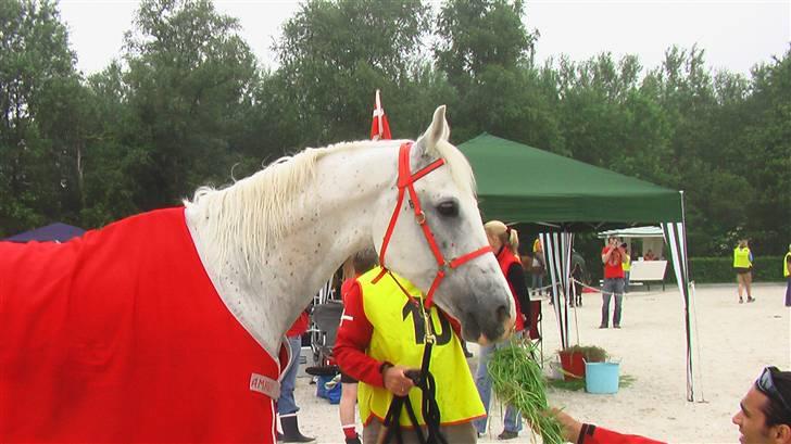 Shagya Araber (SH) Cargash - Cargash får tilbudt noget at spise. billede 16