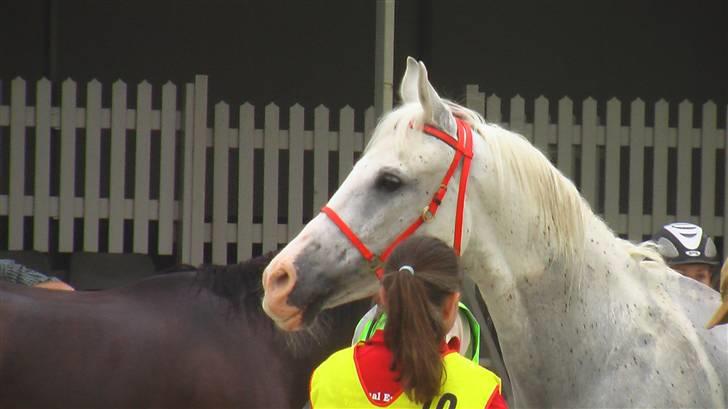 Shagya Araber (SH) Cargash - Dyrlægetjek. billede 17