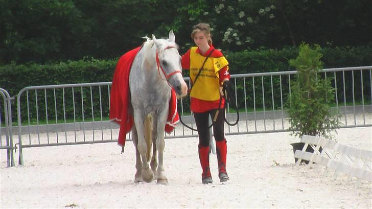 Shagya Araber (SH) Cargash - Afsluttende dyrlægetjek | Gennemførte sin første 120 km! ^^ billede 18