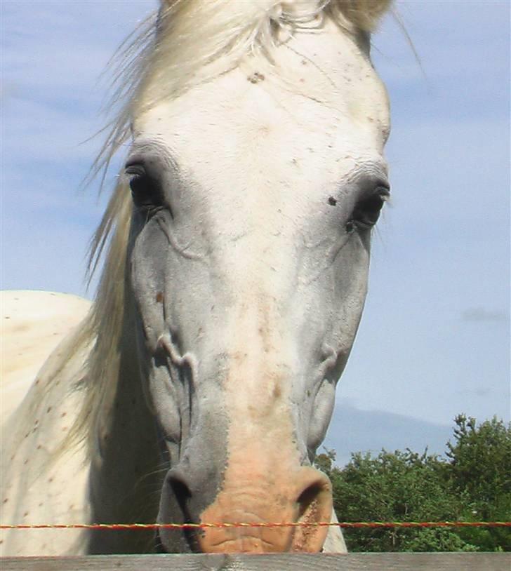 Shagya Araber (SH) Cargash - Tak fordi du kiggede forbi :D billede 19