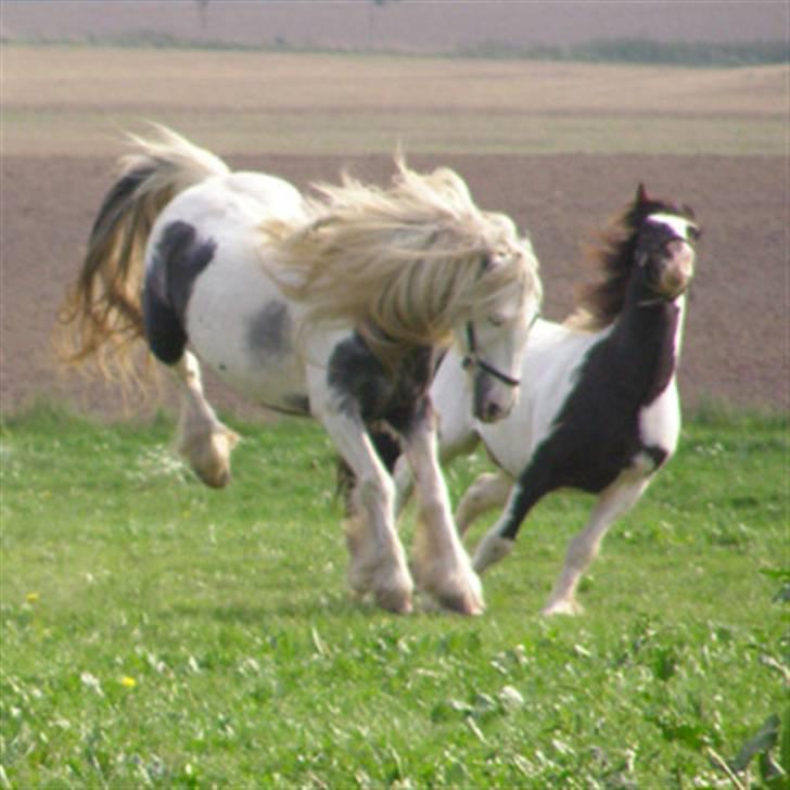 Tinker Holms Carona billede 3