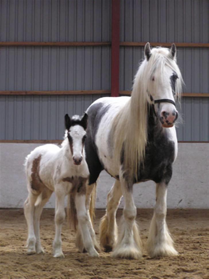 Tinker Holms Carona billede 4