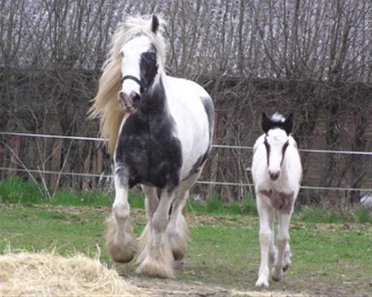 Tinker Holms Carona billede 5