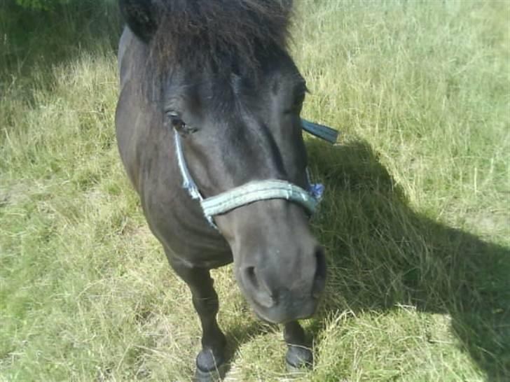 Shetlænder topper billede 14
