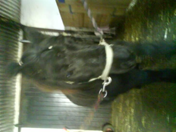 Shetlænder topper - topper har fået stat hår billede 15