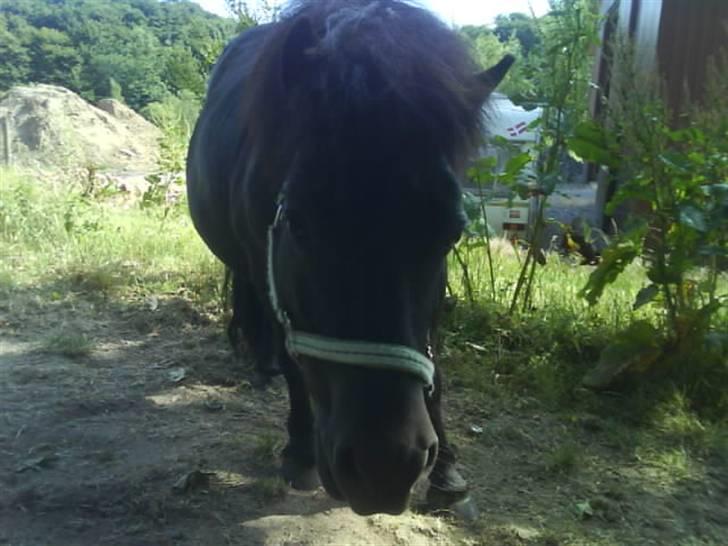 Shetlænder topper billede 16