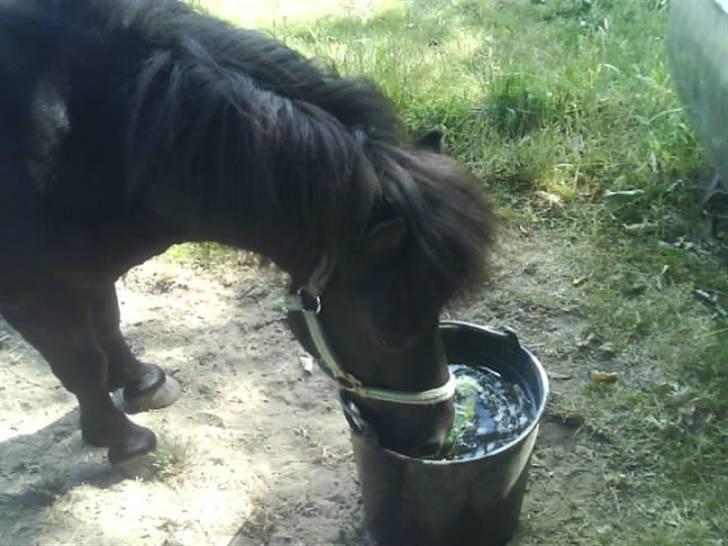 Shetlænder topper billede 17