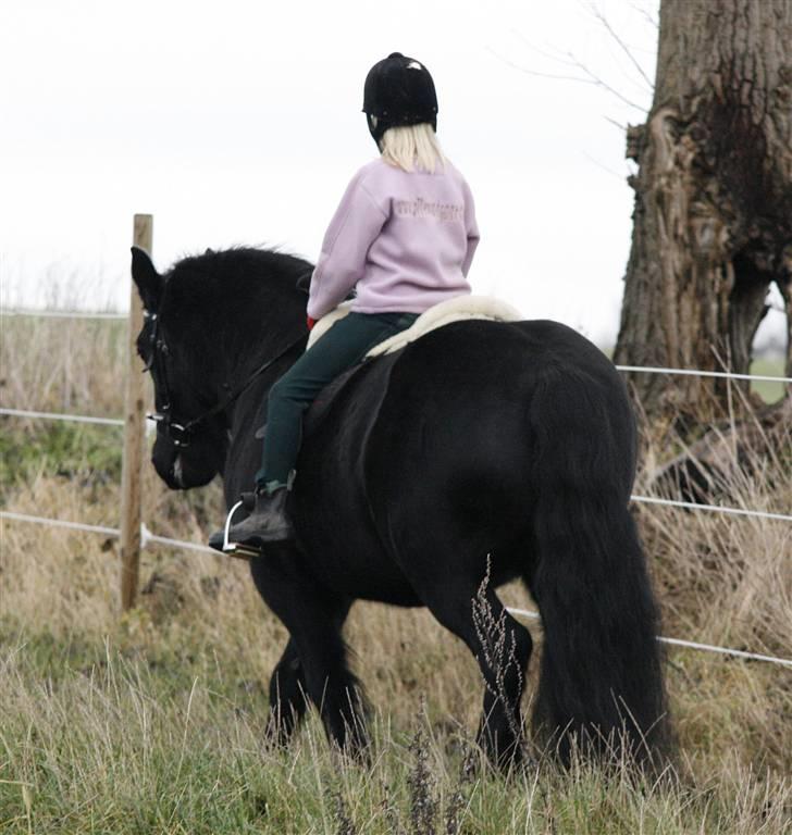 Fell pony Tunstall Jade billede 10