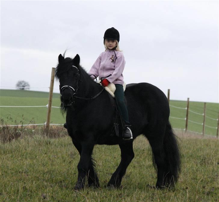 Fell pony Tunstall Jade billede 11