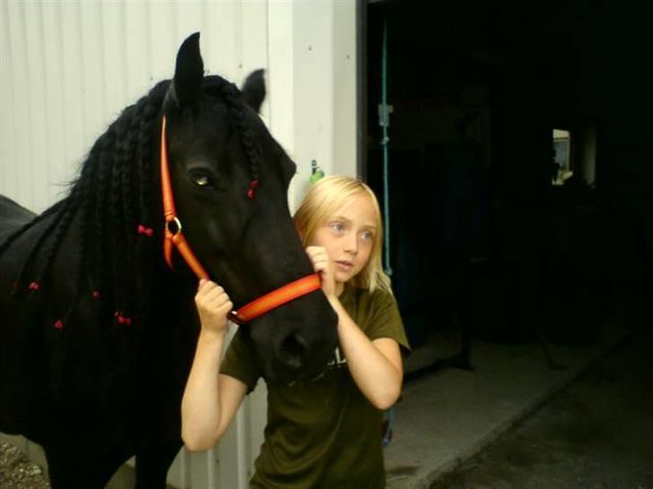 Fell pony Tunstall Jade billede 12