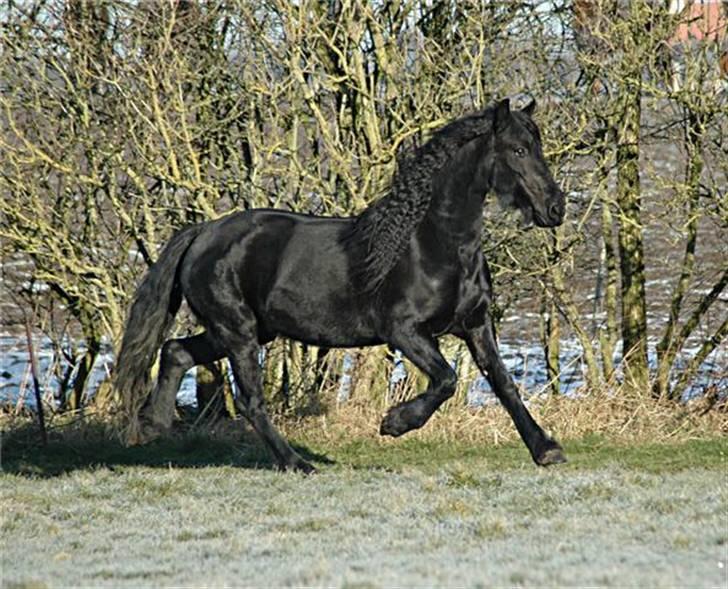 Frieser Hylske P.T.  gl passer - halløjsa,  skal jeg virkelig blive ude????   :-S billede 1