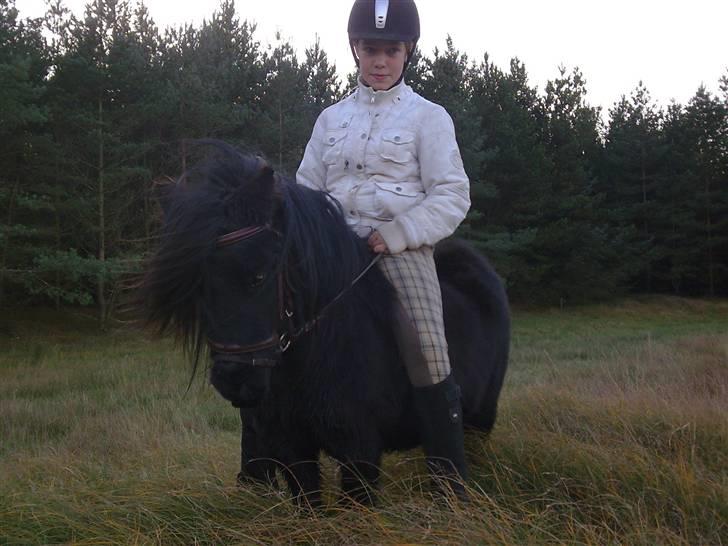 Shetlænder Bob - Sanne og Bob.. NYT!! billede 17