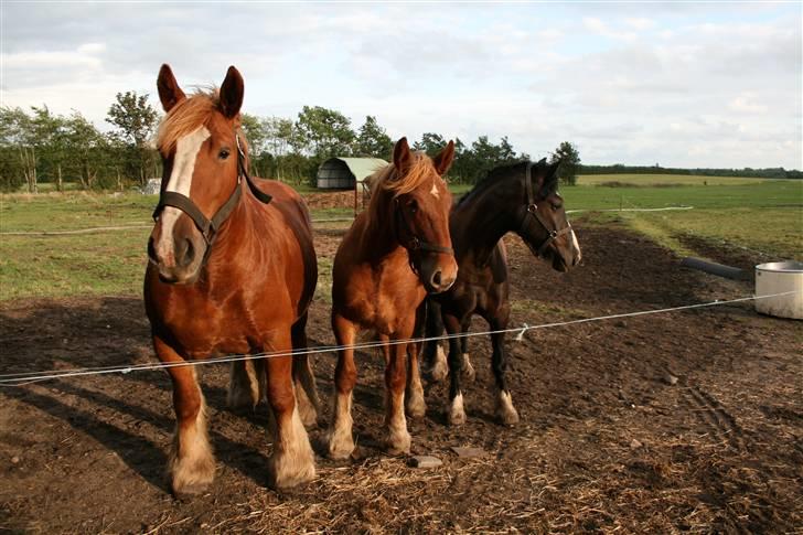 Jyde SMUKKE Sally *R.I.P.* - juli 2008 billede 17