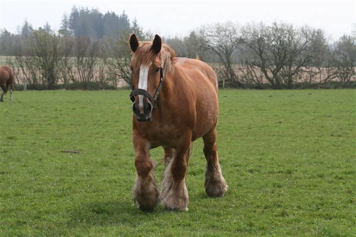 Jyde SMUKKE Sally *R.I.P.* - juni 2008 billede 18