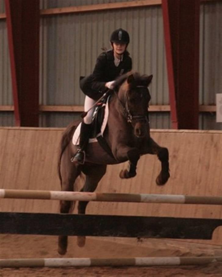 New Forest Ækpara - - Klubmesterskab spring LB  billede 7