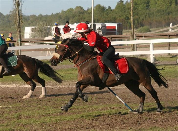 Norsk Sportspony Take A Chance billede 8