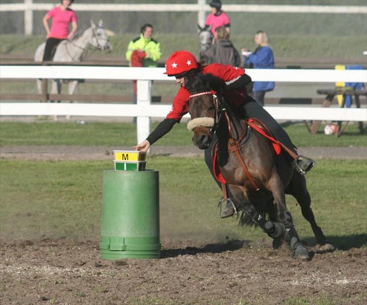 Norsk Sportspony Take A Chance billede 9