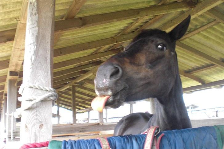 Anden særlig race Emma - Billede 12.Det fynske børnedyrskue 2010. Foto: Anna(?) billede 12