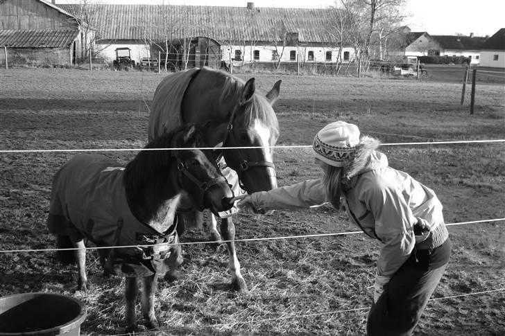 Dansk Varmblod Bolbazor - En dejlig december dag 2008 billede 8