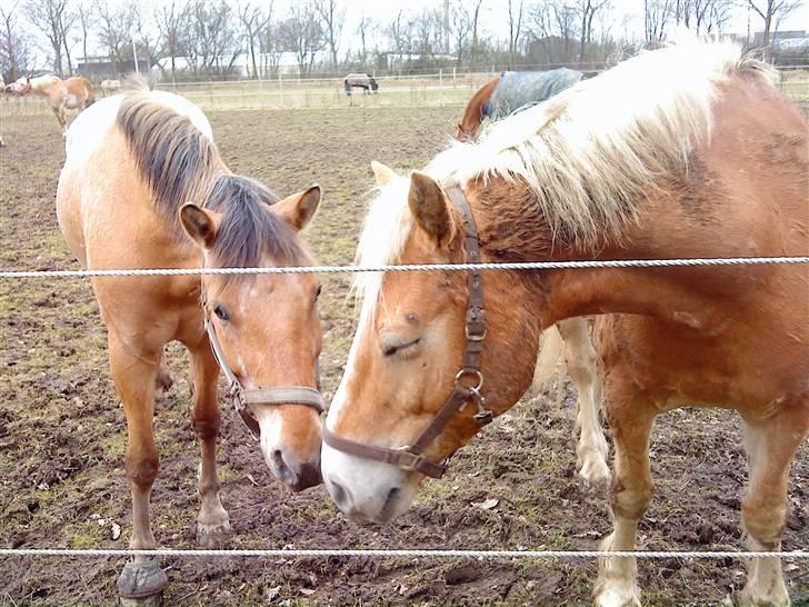 Appaloosa Yellow Sun billede 9