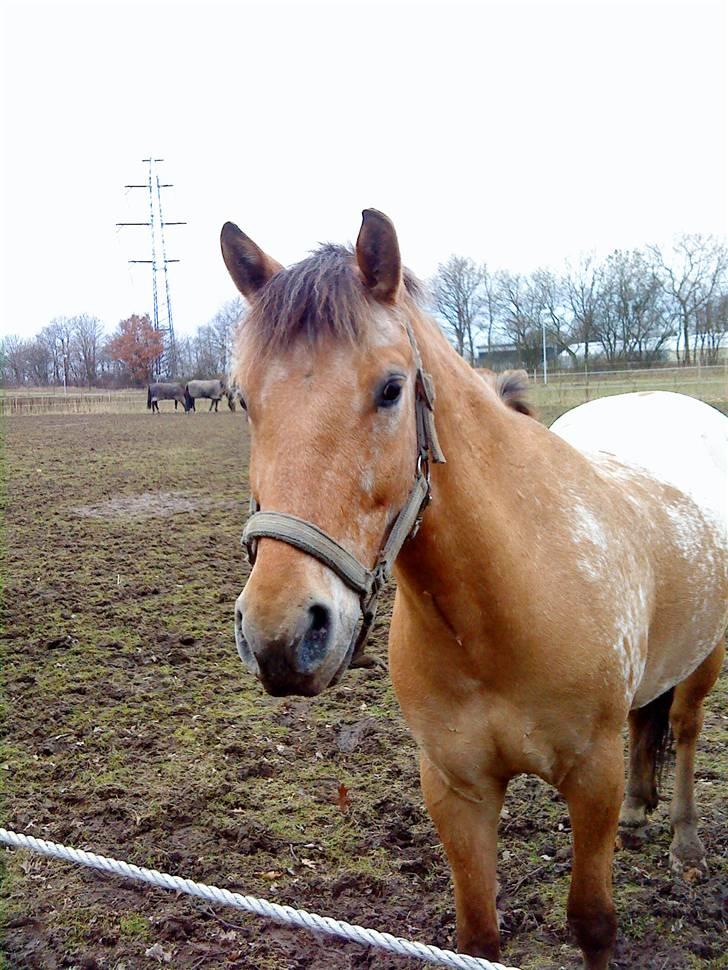 Appaloosa Yellow Sun billede 10