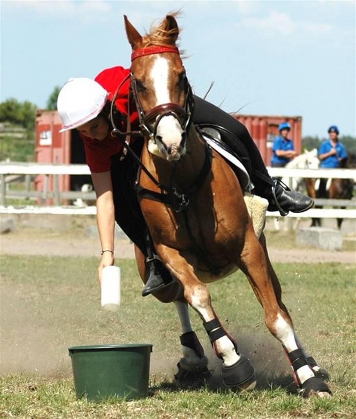 Anden særlig race Dreamwork DK  billede 1