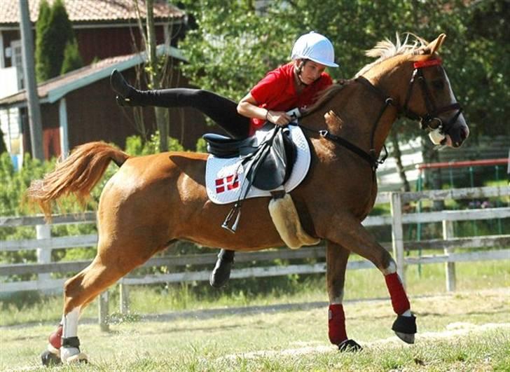 Anden særlig race Dreamwork DK  billede 3