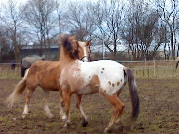 Appaloosa Yellow Sun billede 14