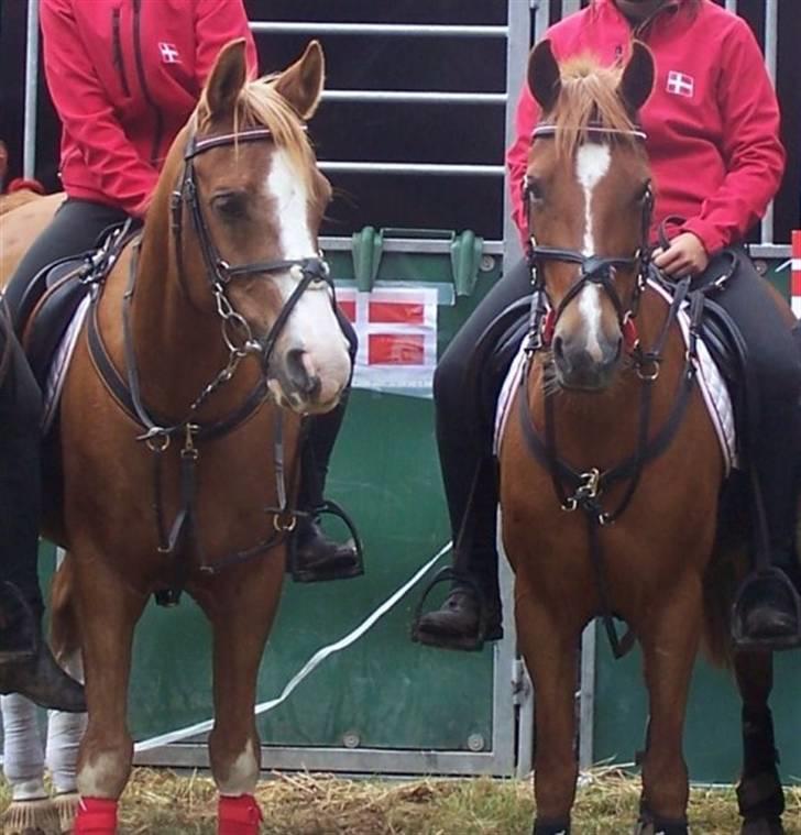 Anden særlig race Dreamwork DK  billede 8