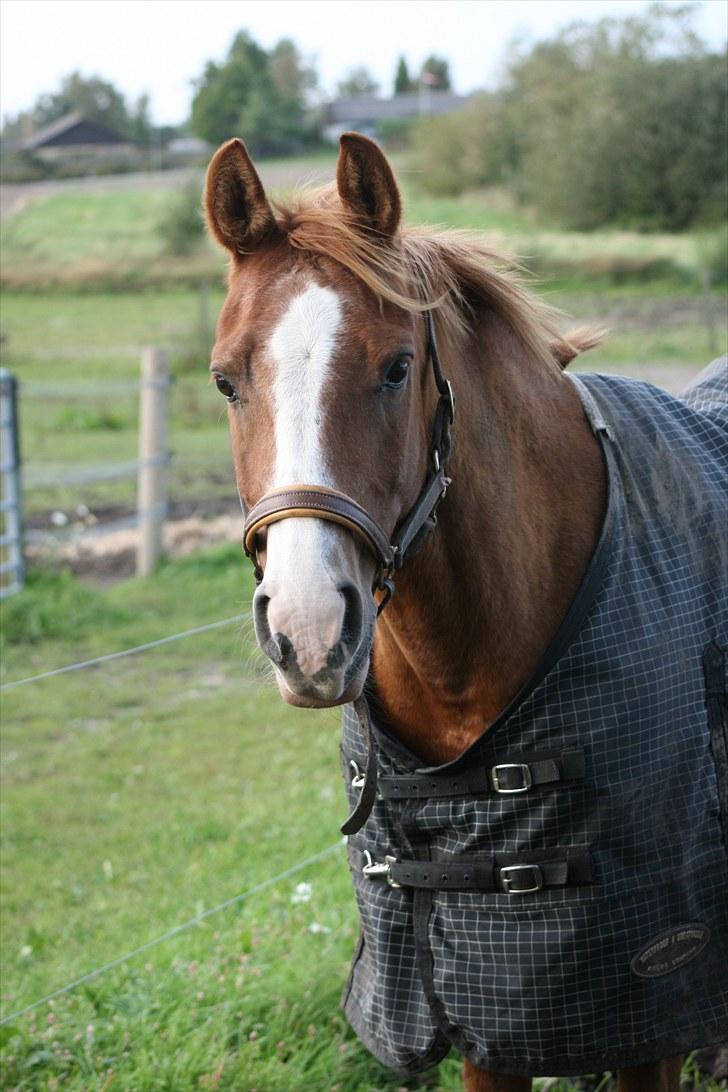 Anden særlig race Dreamwork DK  billede 9