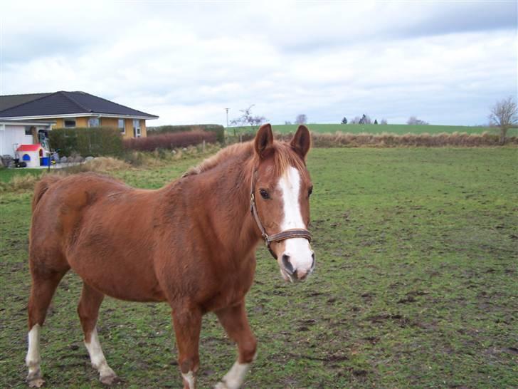 Anden særlig race Dreamwork DK  billede 15