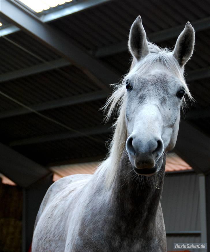 Anden særlig race Silver (Stampe) - velkommen til silvers profil [; læg gerne en kommentar og en bedømmelse. :´D  billede 1