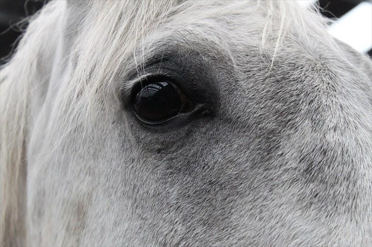 Anden særlig race Silver (Stampe) - fantastisk .  billede 8