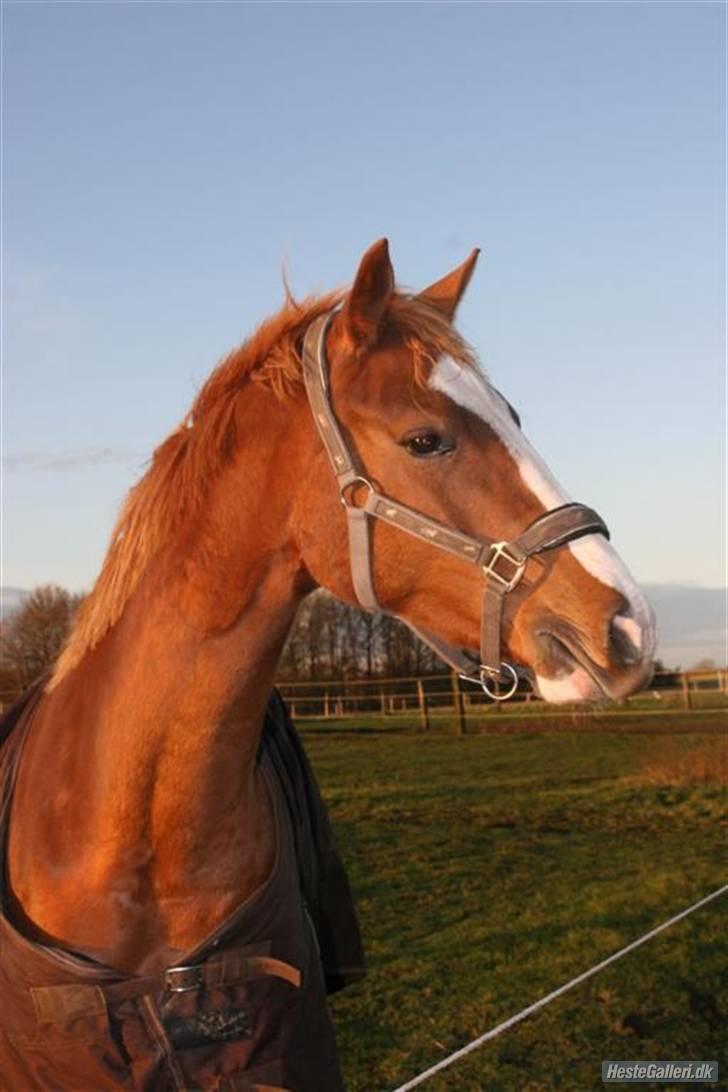 Dansk Varmblod Isabell De Noir billede 12