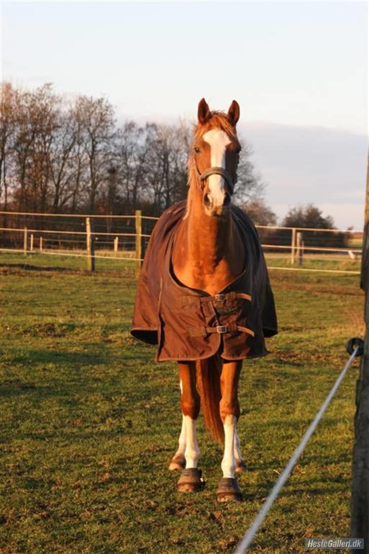 Dansk Varmblod Isabell De Noir billede 13