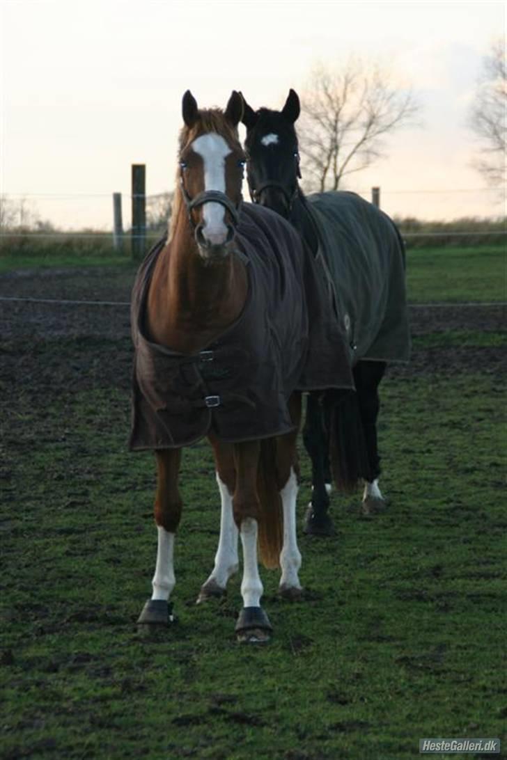 Dansk Varmblod Isabell De Noir billede 14