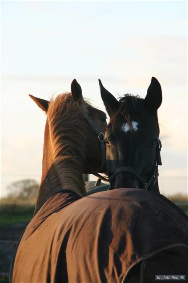 Dansk Varmblod Isabell De Noir billede 15