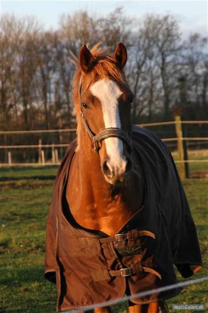 Dansk Varmblod Isabell De Noir billede 16