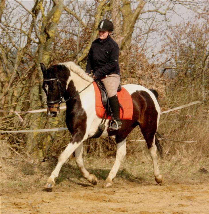 Pinto Kasmir Rugholm - D. 25. Marts 2010, 1. gang i længe jeg rider seriøst, kasmir er her ca. reddet i 3 måneder :D billede 9