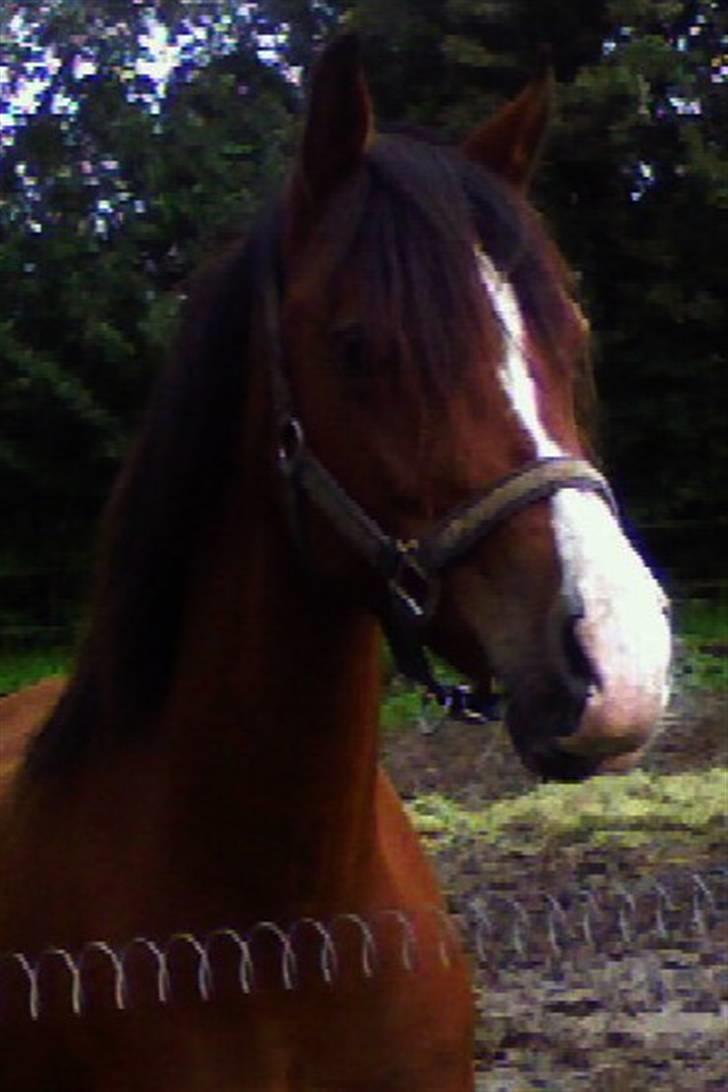 Hollandsk Sportspony Corofina - Første gang jeg selv så hende <3 - Shit jeg havde savnet min dejlige pony! Var færdig af tåre. ! billede 20