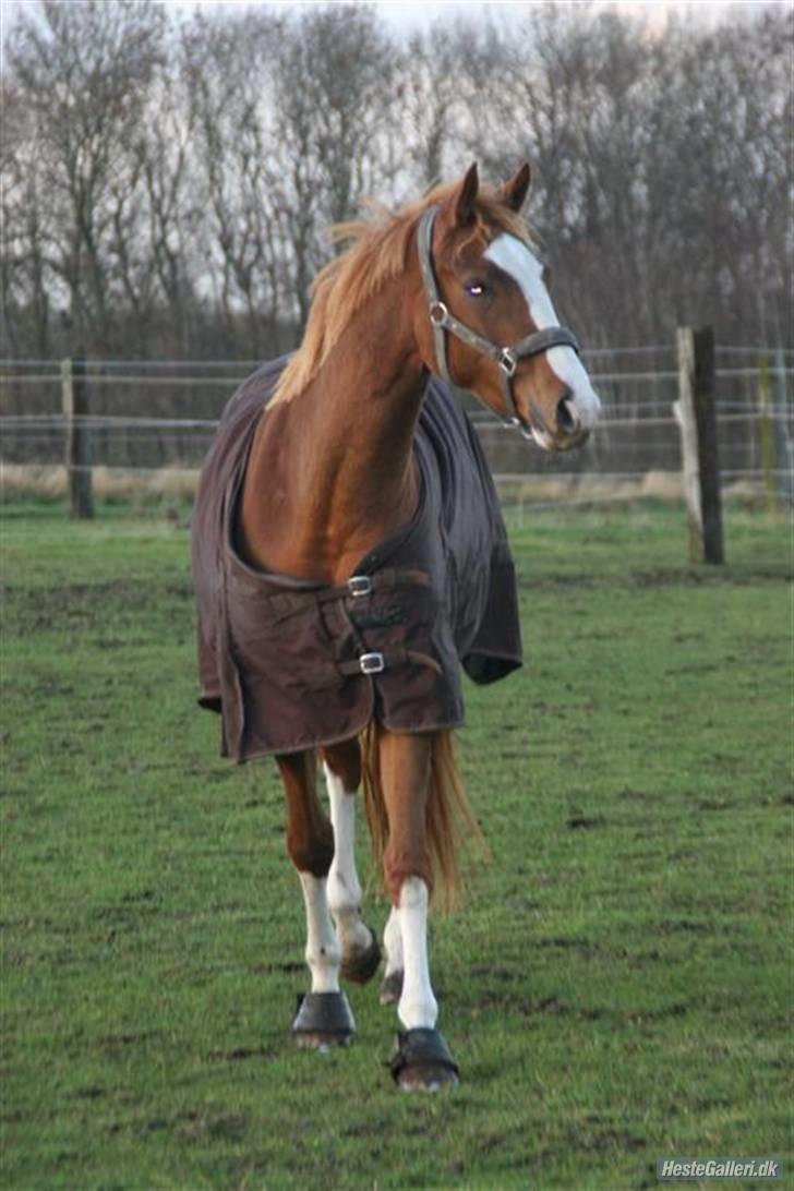 Dansk Varmblod Isabell De Noir billede 17