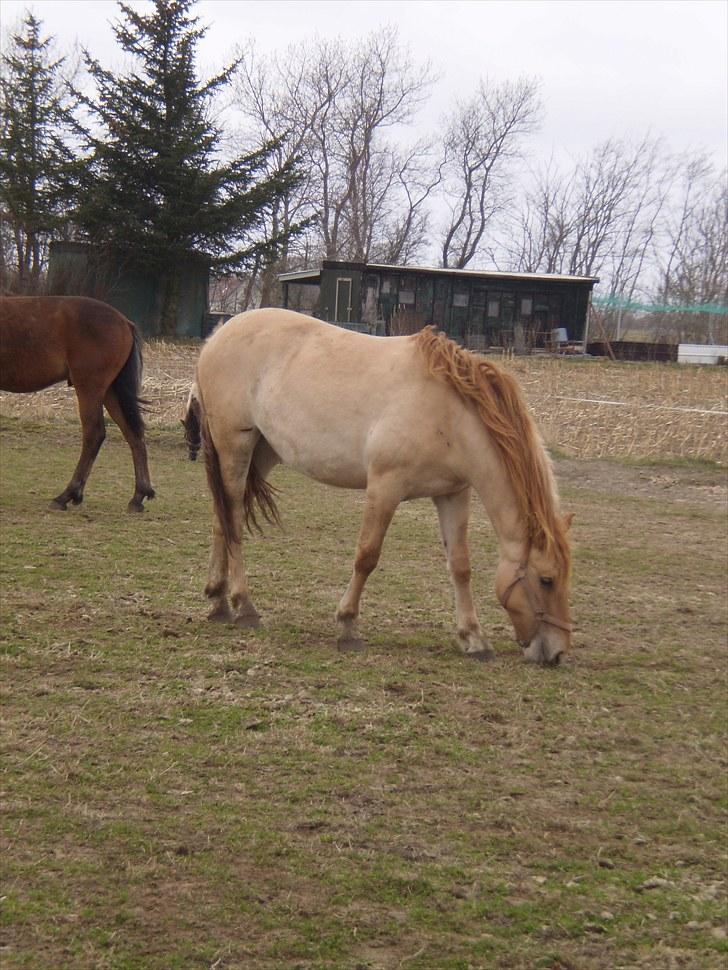 Anden særlig race Østermarkens Maline Solgt - Velkommen til Maline´s profil håber i syntes godt om hende<3 billede 1