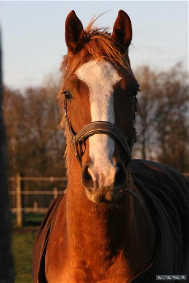 Dansk Varmblod Isabell De Noir billede 18