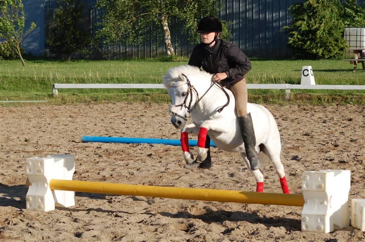 Anden særlig race Junior billede 17