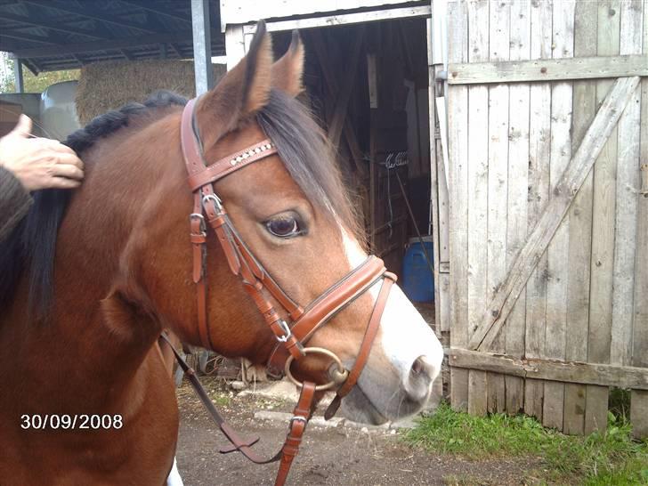 Welsh Pony af Cob-type (sec C) Flying Meat-ball(SOLGT) - Meat-ball´s smukke hoved!  billede 1