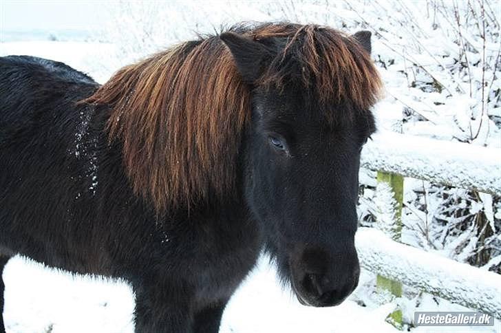 Islænder Illur fra Reskelund2  - velkommen (: billede 1
