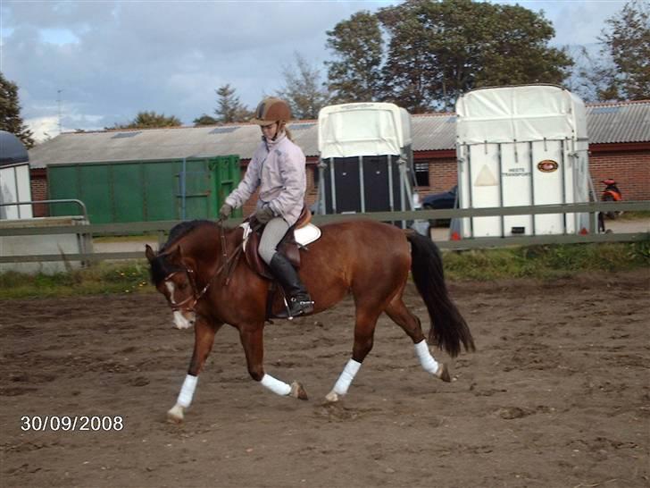 Welsh Pony af Cob-type (sec C) Flying Meat-ball(SOLGT) - Stev og Meat-ball i trav billede 7