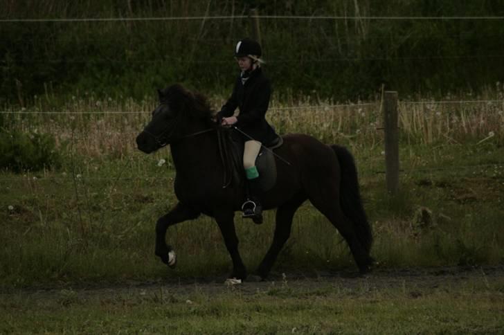 Islænder Illur fra Reskelund2  -  til jökull stævne d. 24 maj (; 2 plads! billede 2