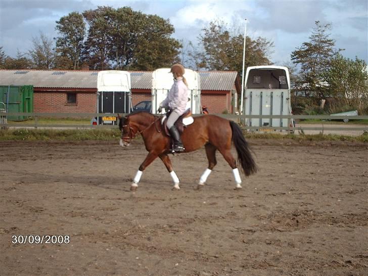 Welsh Pony af Cob-type (sec C) Flying Meat-ball(SOLGT) - Stev og Meat-ball i trav billede 8